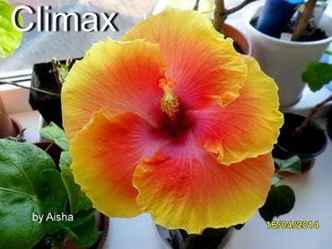 HibiscusClimax