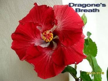 HibiscusDragon'sBreath