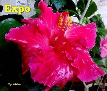 HibiscusExpo