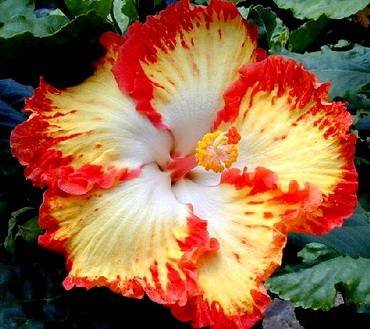 HibiscusFireball