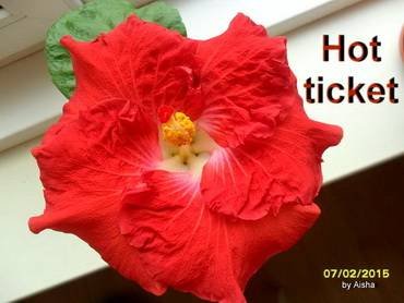 HibiscusHotTicket