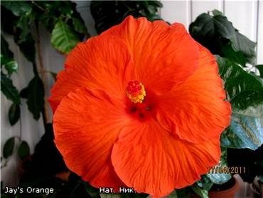 HibiscusJay'sOrange