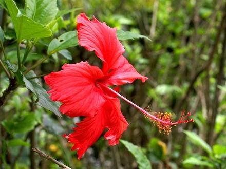 HibiscusRosa-sinensis