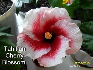 HibiscusTahitianCherryBlossom