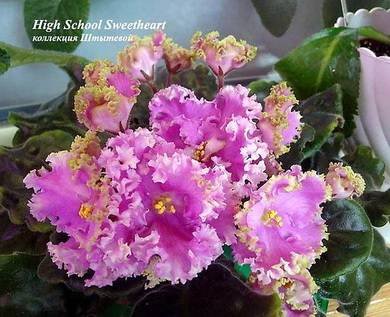HighSchoolSweetheart2