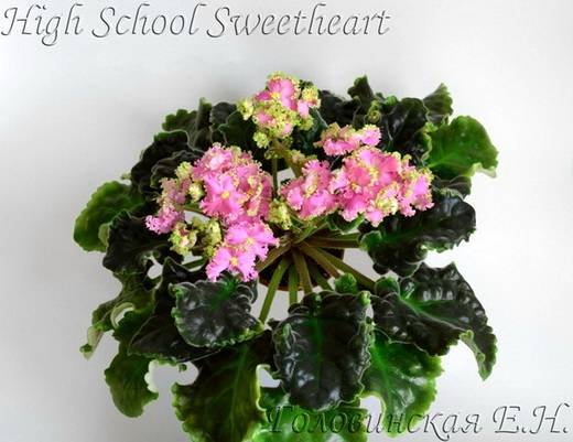HighSchoolSweetheart6