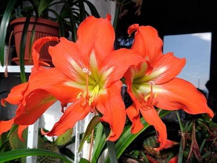 Hippeastrum10