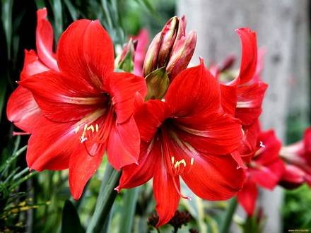 Hippeastrum13