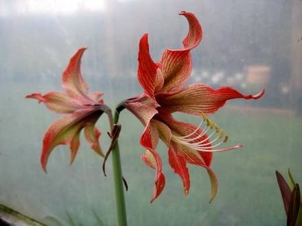 Hippeastrum14