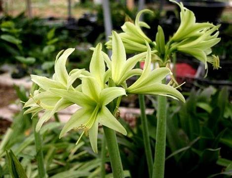 Hippeastrum16