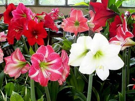 Hippeastrum21