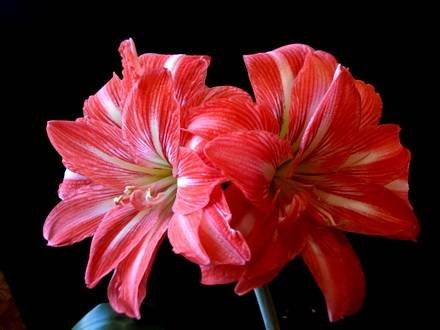 Hippeastrum6