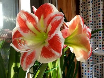 Hippeastrum7