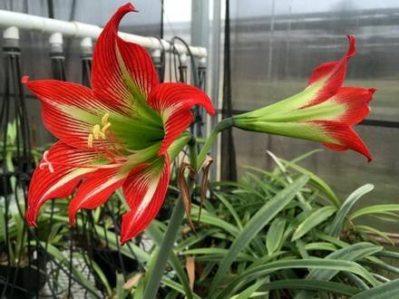 HippeastrumPsittacinum