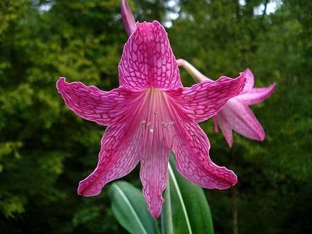 HippeastrumReticulatum