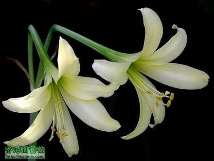 HippeastrumSolandriflorum