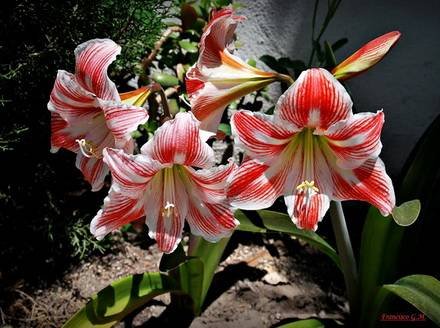 HippeastrumVittatum1