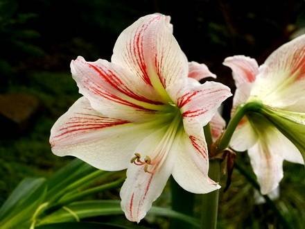 HippeastrumVittatum2