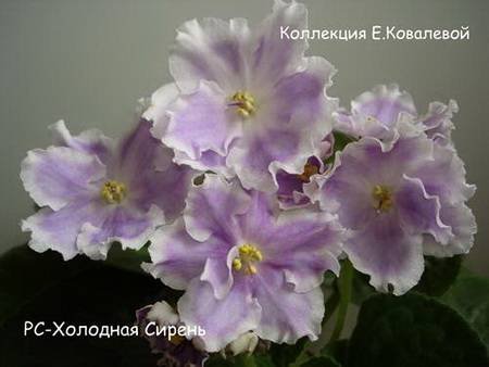 ХолоднаяСирень4
