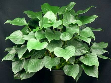 Homalomena3