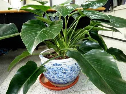 Homalomena5