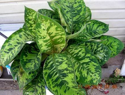 Homalomena6