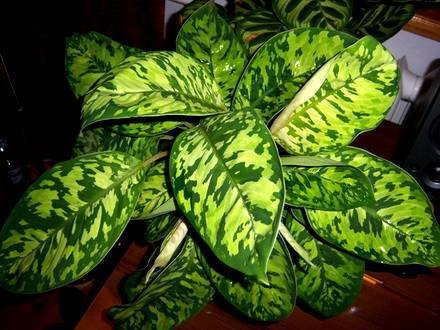 Homalomena7