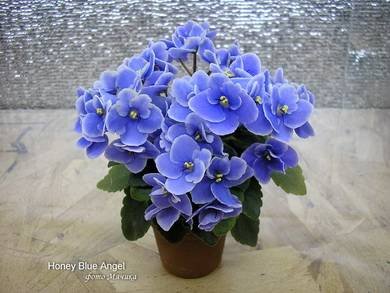 HoneyBlueAngel2