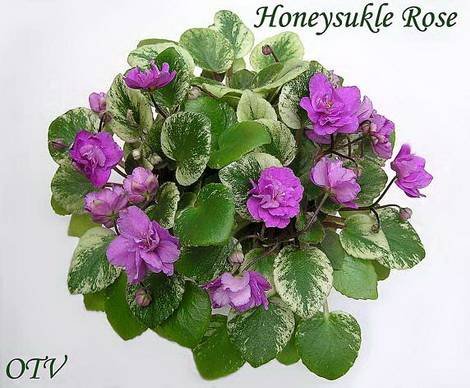 HoneysuckleRose1