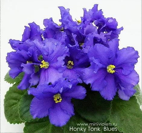 HonkyTonkBlues1