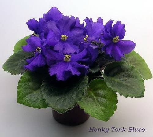 HonkyTonkBlues5
