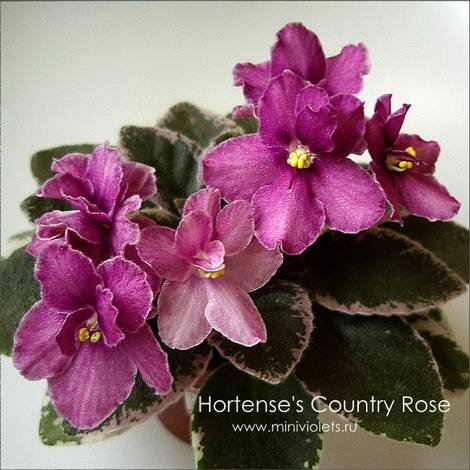 Hortense'sCountryRose1