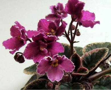 Hortense'sCountryRose2