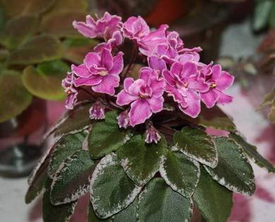 Hortense'sCountryRose3