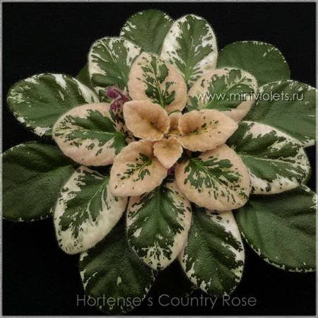 Hortense'sCountryRose4