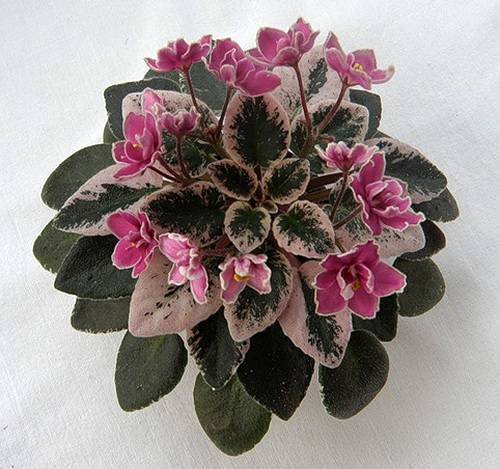 Hortense'sCountryRose5