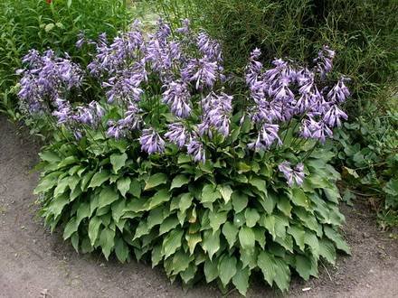 Hosta1