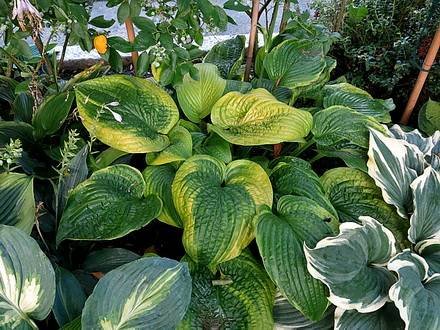 Hosta14
