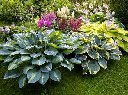 Hosta15