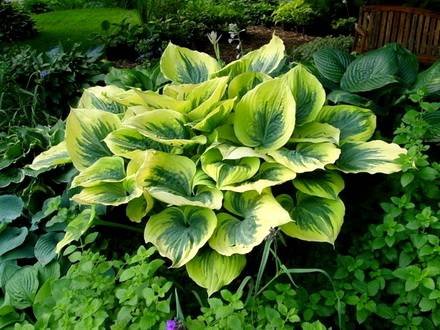 Hosta16