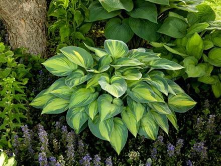 Hosta17