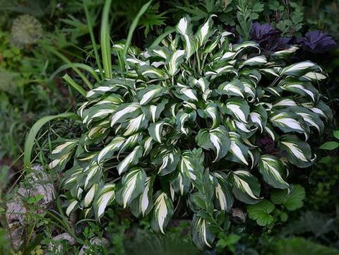 Hosta18