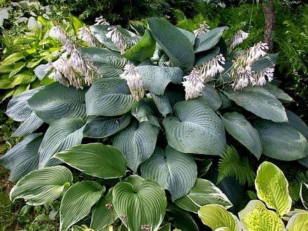Hosta2