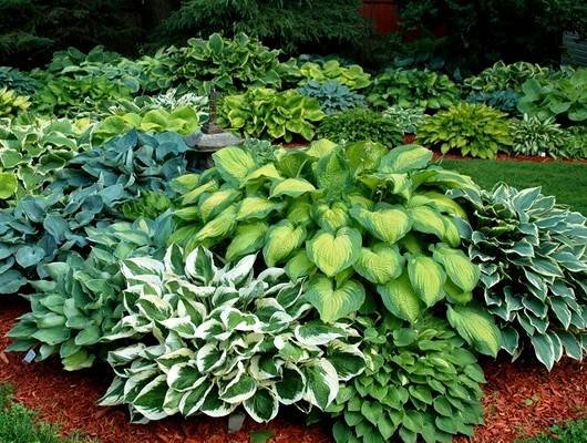 Hosta20