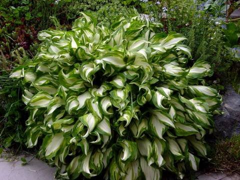 Hosta22