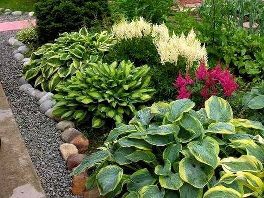 Hosta23