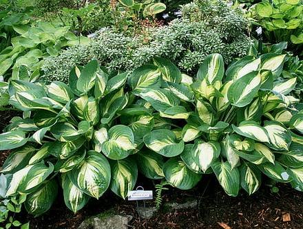 Hosta3