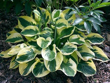 Hosta4
