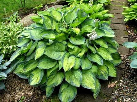 Hosta5