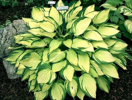 Hosta6